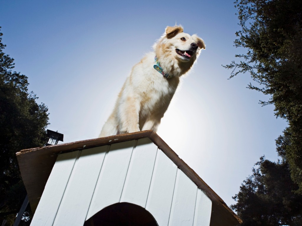 3+1 tipp a tökéletes kutyaház kiválasztásához