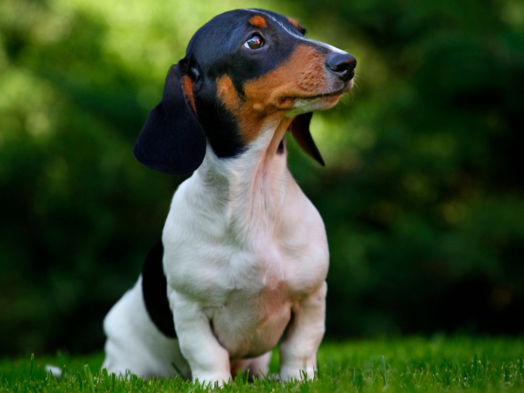 4+1 ok, amiért a hőszigetelt kutyaház nyárra is jó választás