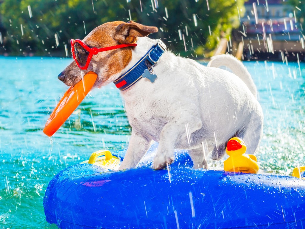 5 tipp, hogy kutyád is jobban bírja a kánikulát