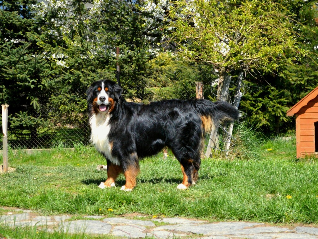 Így szoktasd be kutyádat a kutyaházba