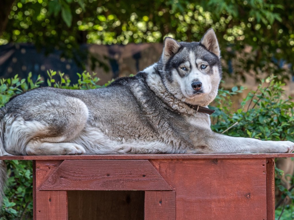 Így takarítsd a kutyaházat