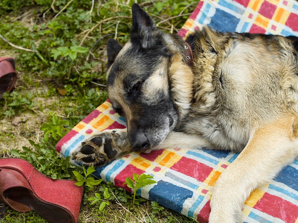 Így tedd otthonossá kedvenced kutyaházát
