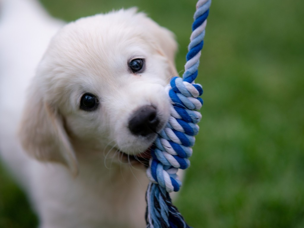 Kutyaház-választási kisokos kezdő gazdiknak