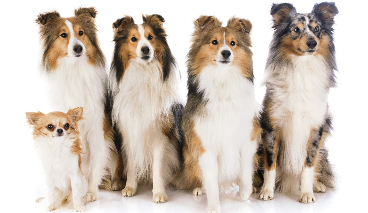 Wie groß ist der Hund, die Widerristhöhe des Hundes?