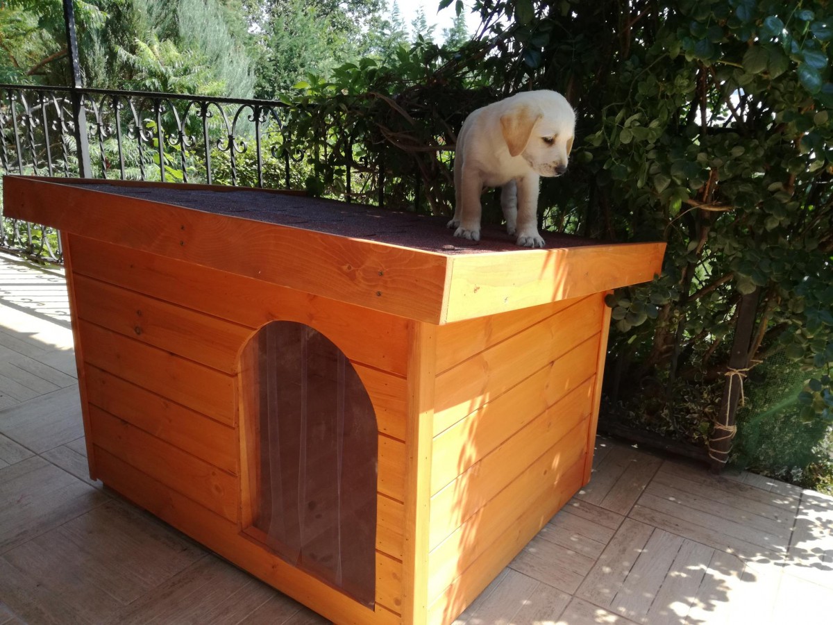 Dexter isolierte Hundehütte